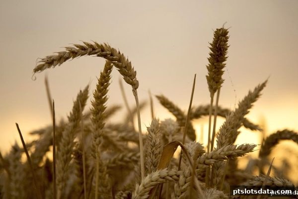 新手指南：pt电子游戏平台特权奖励活动全解析